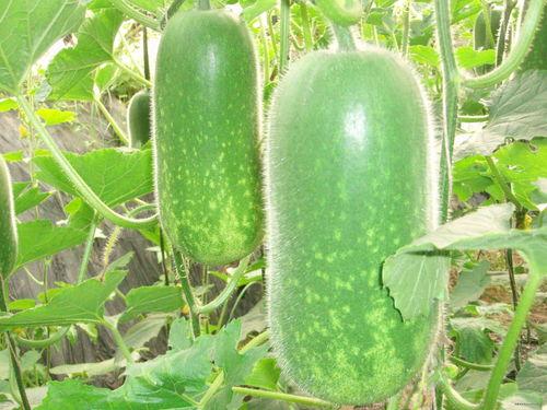 娱乐园八卦吃瓜大全