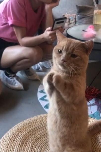 娱乐吃瓜酱猫咪视频大全,吃瓜酱视频大全欢乐盘点