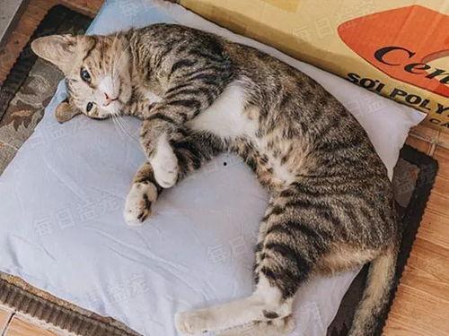 娱乐吃瓜酱猫咪视频大全,吃瓜酱视频大全欢乐盘点