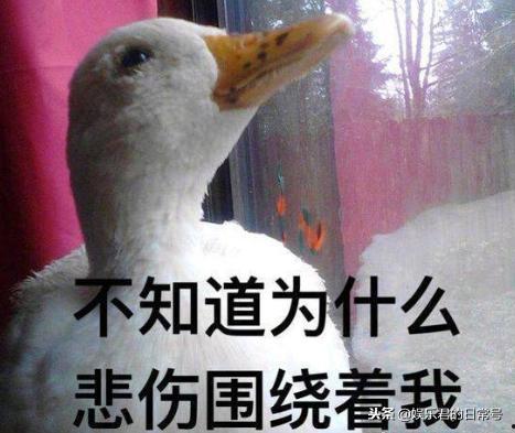 娱乐吃瓜酱鸭鸭视频,揭秘娱乐圈幕后故事